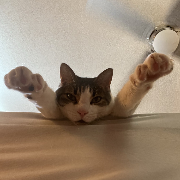 Consentual Cat Care In  Around Athens