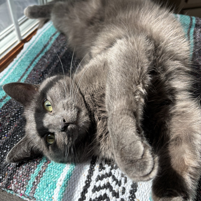Northwoods Cat Sitting
