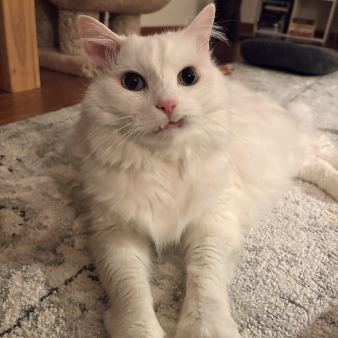 Northwoods Cat Sitting photo 3