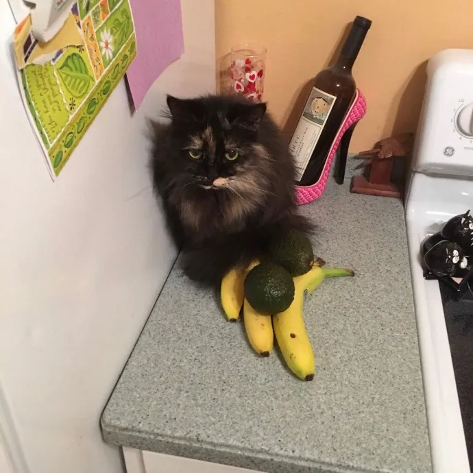 Sassy Cat Concierge