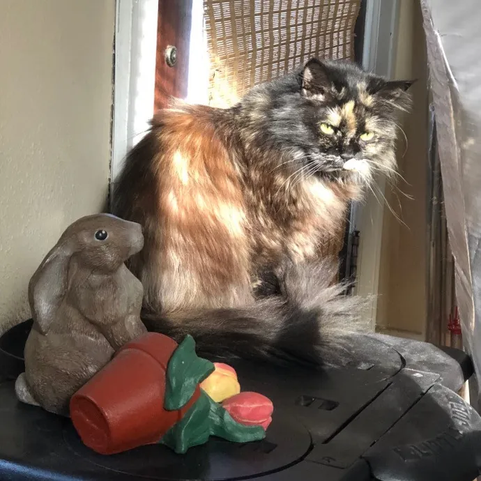 Sassy Cat Concierge