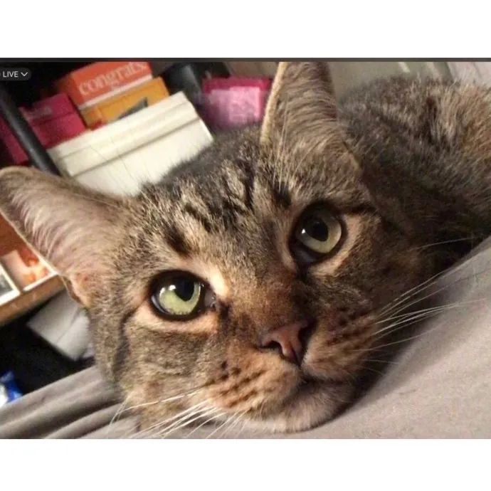Sassy Cat Concierge