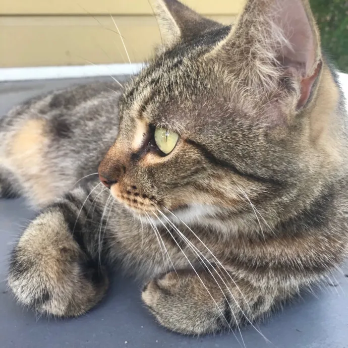 Sassy Cat Concierge