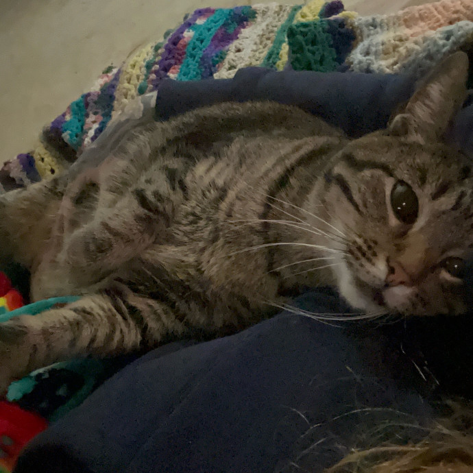 Caiti's Cat Care - Tulsa Cat Sitter photo 3