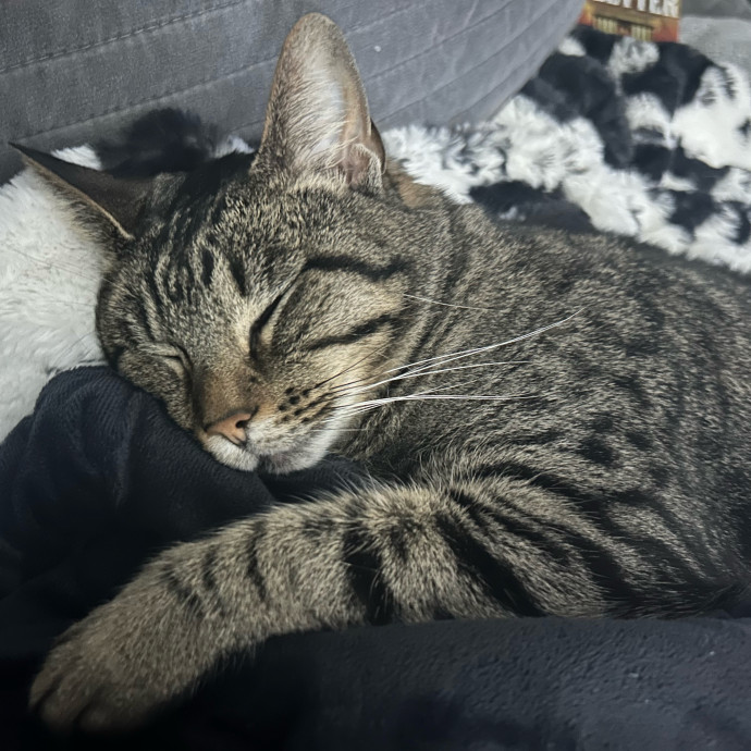 Caiti's Cat Care - Tulsa Cat Sitter photo 2