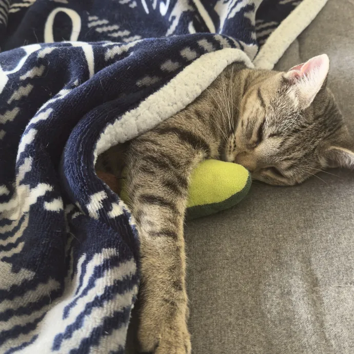 Your Cat's Calm Caring Companion photo 2