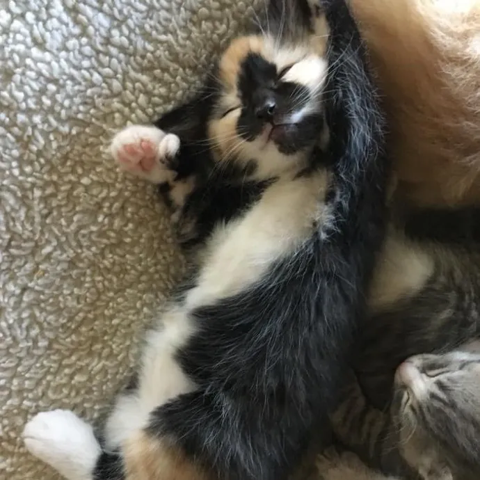 You Had Me At Meow photo 3