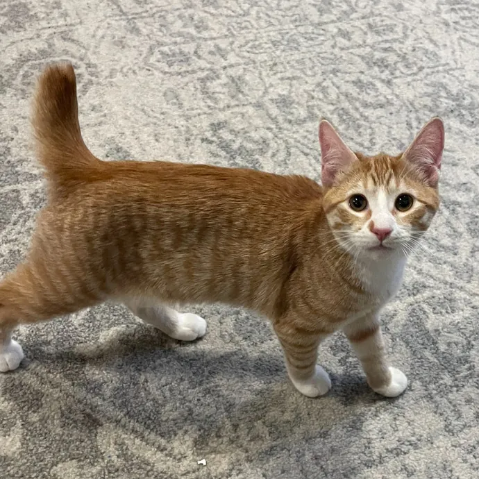 You Had Me At Meow photo 2