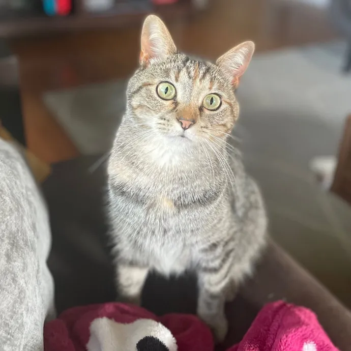 For The Love Of Toe Beans Cat Sitting