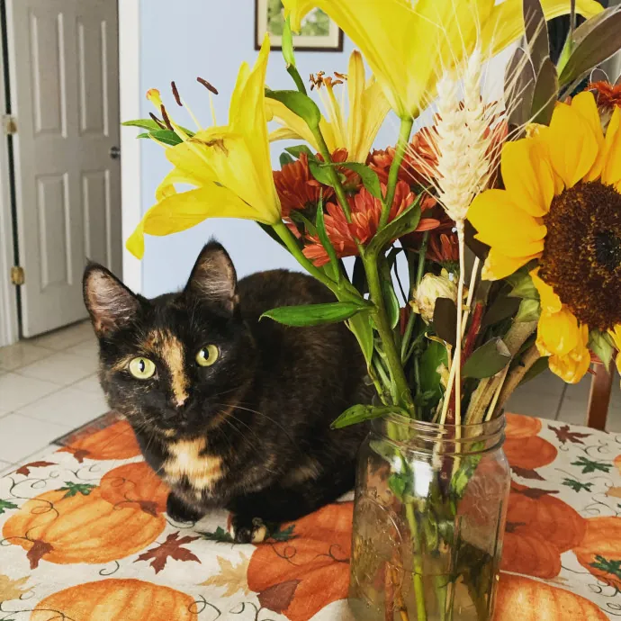 For The Love Of Toe Beans Cat Sitting