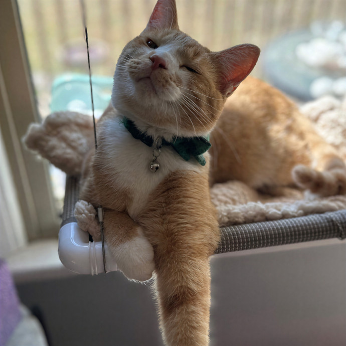 For The Love Of Toe Beans Cat Sitting