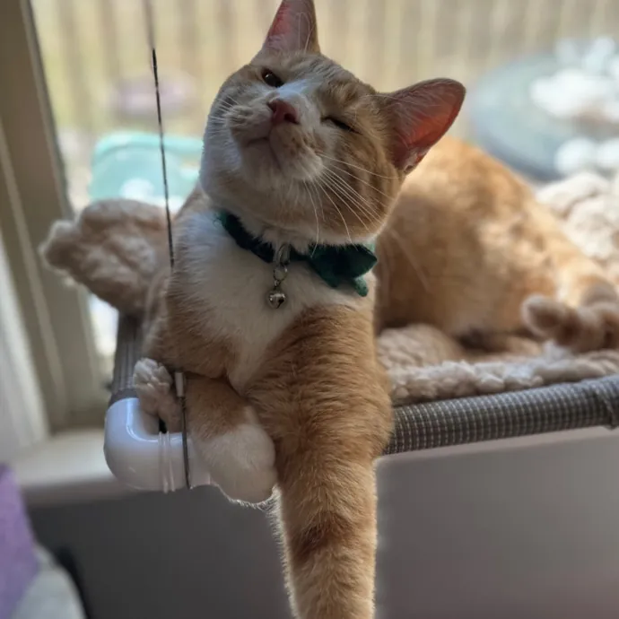 For The Love Of Toe Beans Cat Sitting photo 4