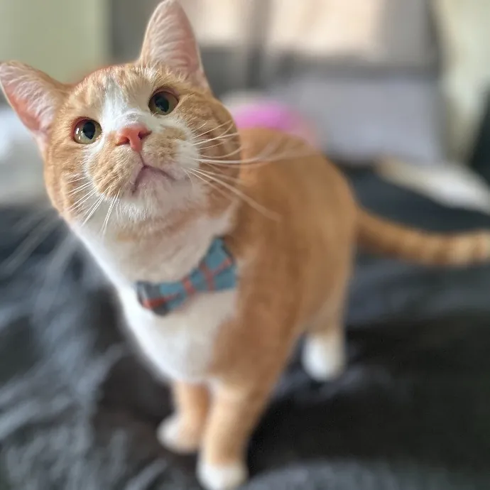 For The Love Of Toe Beans Cat Sitting photo 3