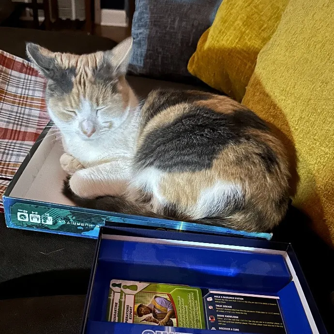 For The Love Of Toe Beans Cat Sitting photo 2