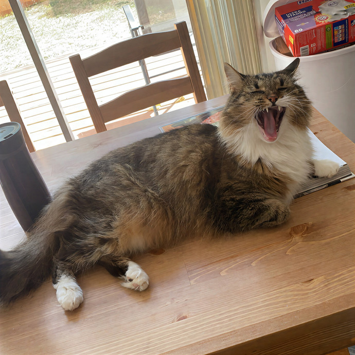 Angelina's Puuurfect Pet Bff