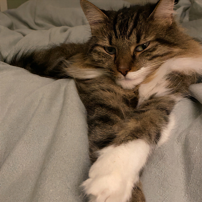 Angelina's Puuurfect Pet Bff