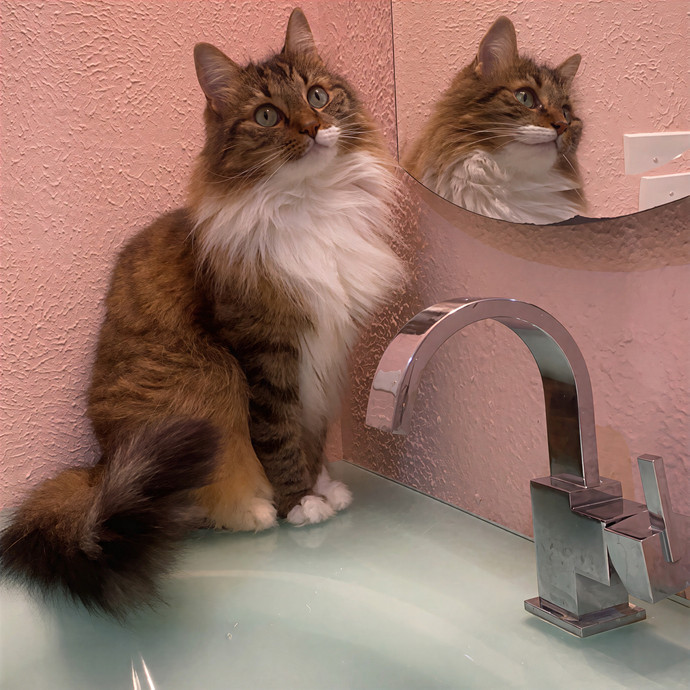 Angelina's Puuurfect Pet Bff photo 3
