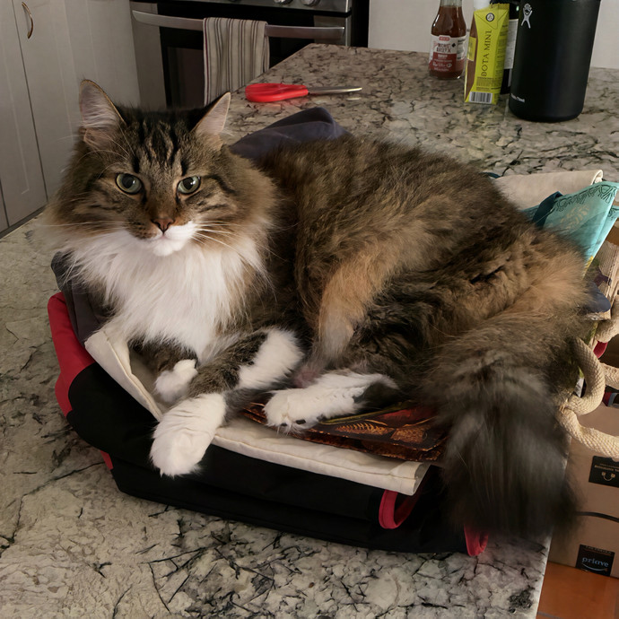 Angelina's Puuurfect Pet Bff photo 2