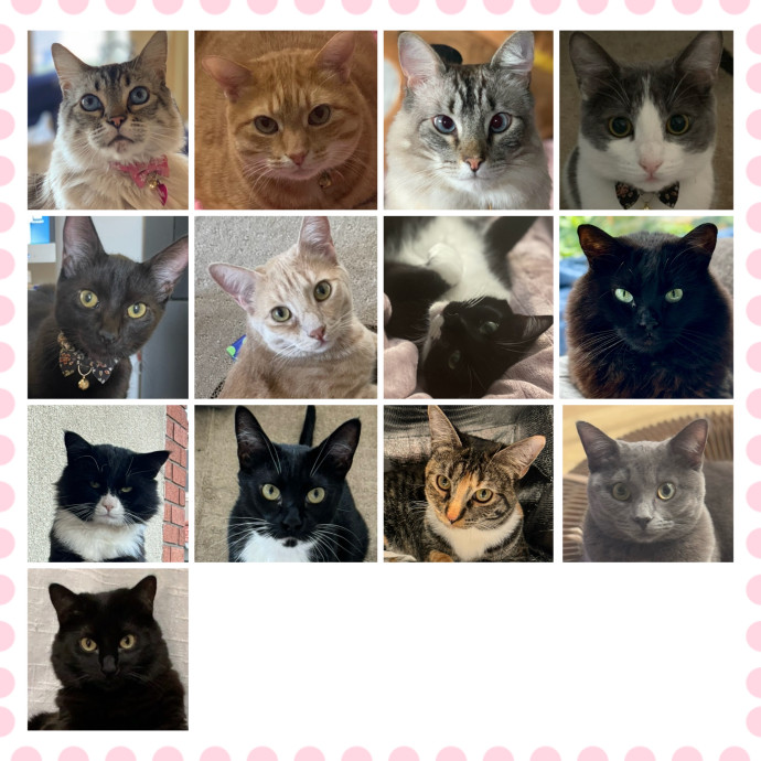 Loving  Experienced Cat Dad Of 10 photo 2