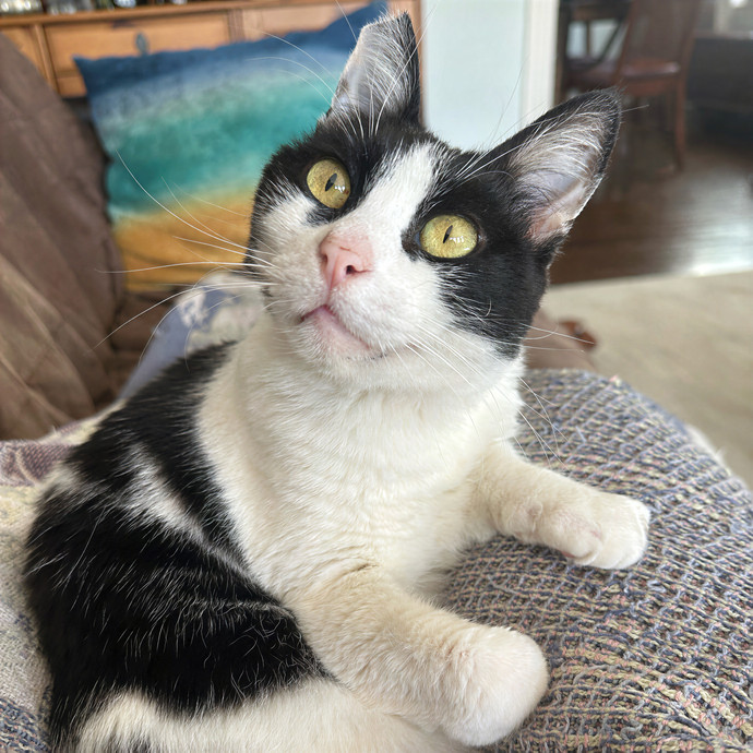Mama Cow's Old Country Cat Cafe photo 3