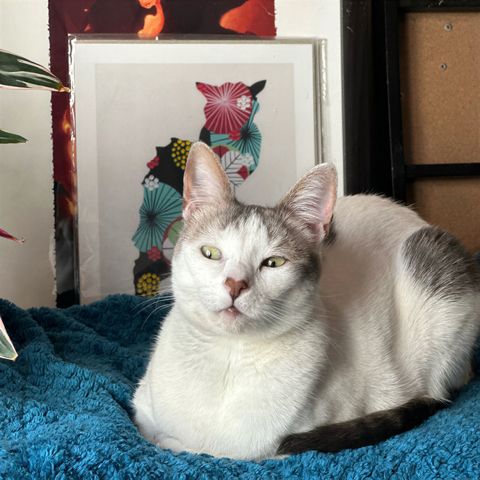 Mama Cow's Old Country Cat Cafe photo 2