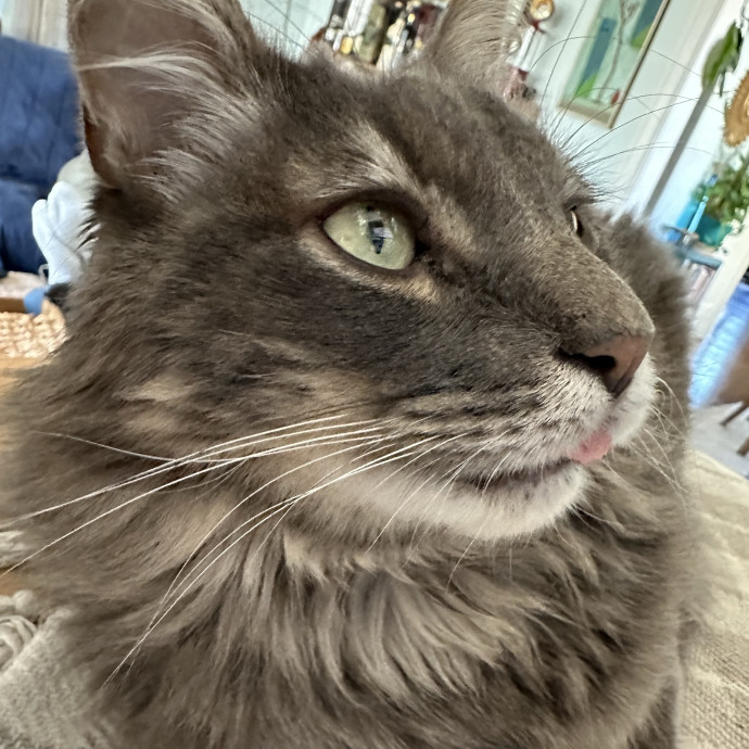 Mama Cow's Old Country Cat Cafe