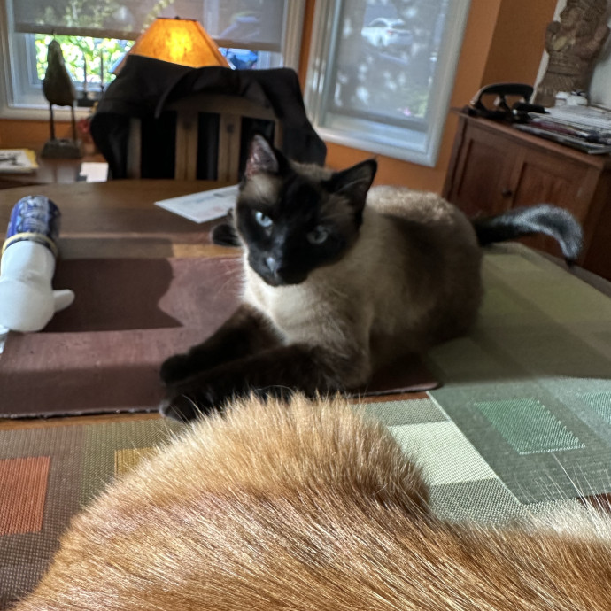 Mama Cow's Old Country Cat Cafe