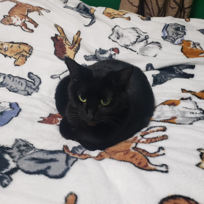 A Friend To All Kitties