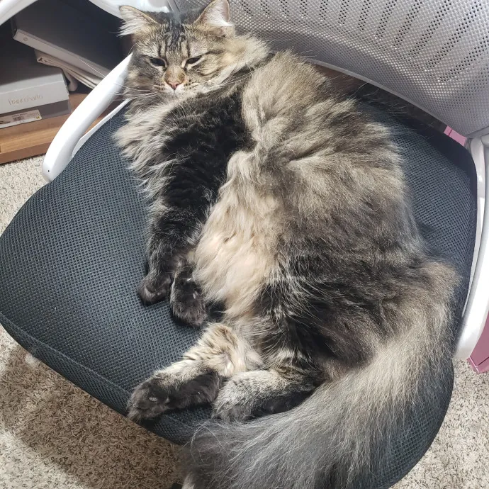 A Friend To All Kitties photo 3