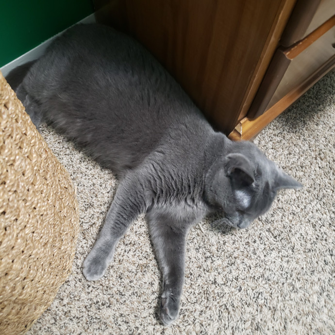 A Friend To All Kitties photo 2