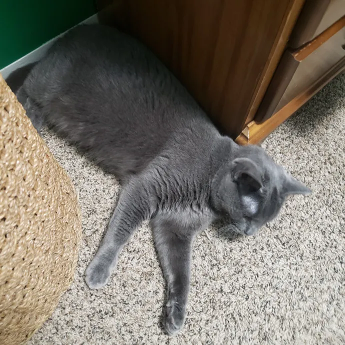 A Friend To All Kitties photo 2