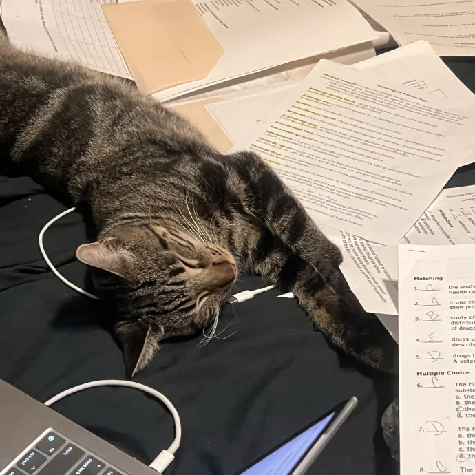 Your Cat's Favorite Rvt Student 3