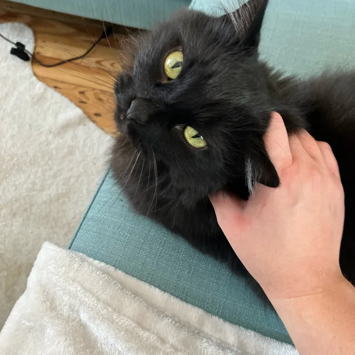 Gentle Care For All Purr-Sonalities