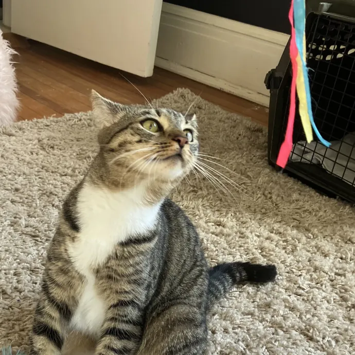 Gentle Care For All Purr-Sonalities