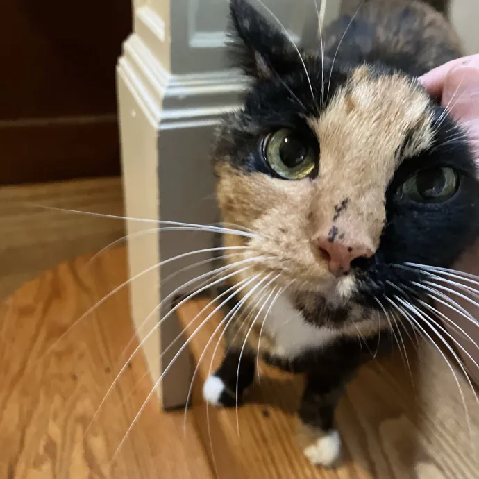 Gentle Care For All Purr-Sonalities