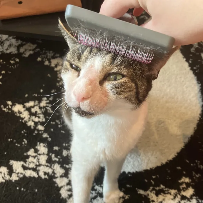 Gentle Care For All Purr-Sonalities