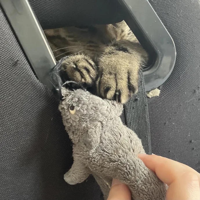 Gentle Care For All Purr-Sonalities