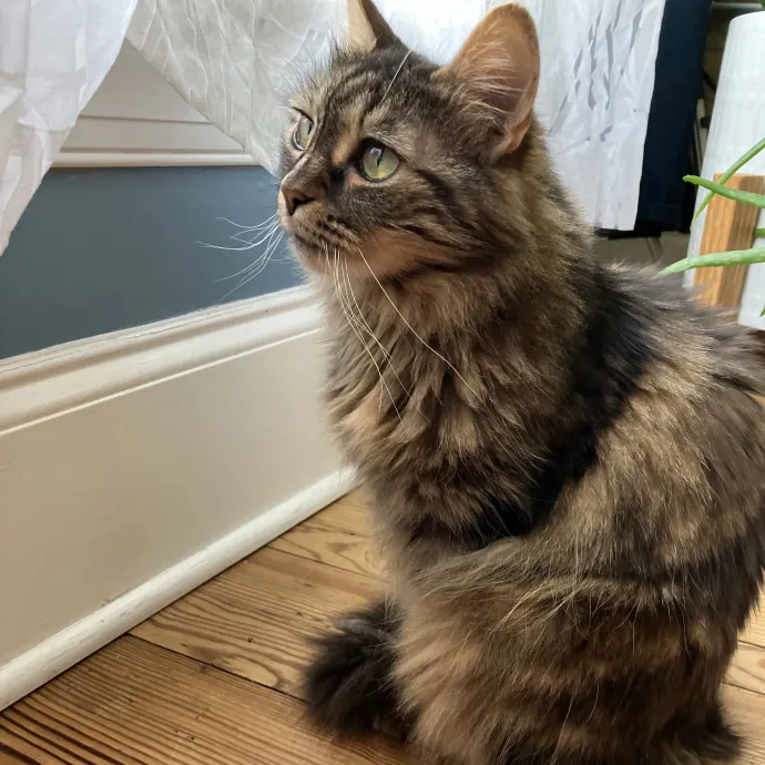 Gentle Care For All Purr-Sonalities