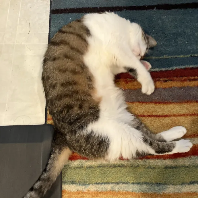 Gentle Care For All Purr-Sonalities