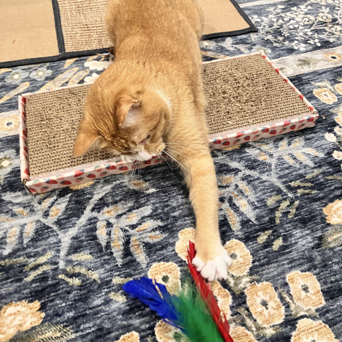 Gentle Care For All Purr-Sonalities