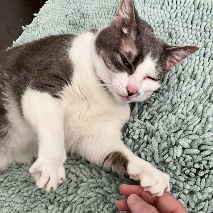 Gentle Care For All Purr-Sonalities