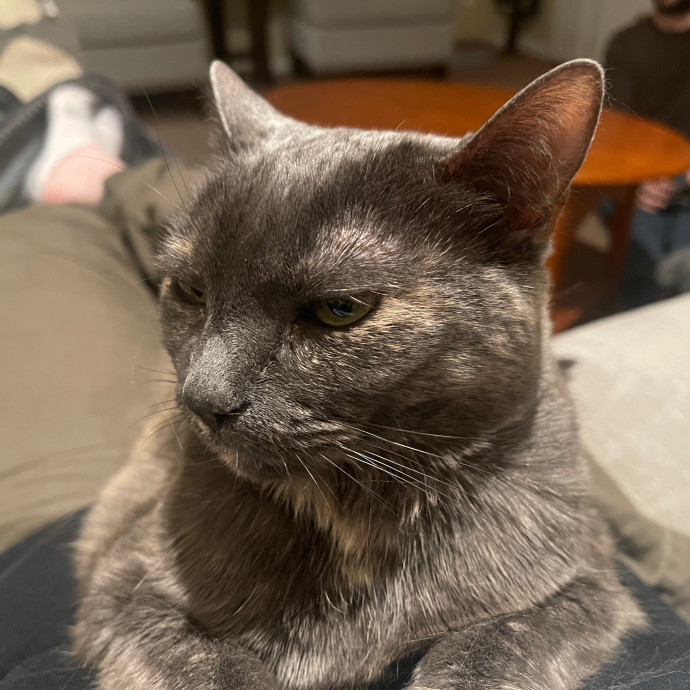 Ari's Valley Cat Hospitality