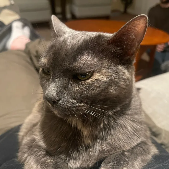 Ari's Valley Cat Hospitality