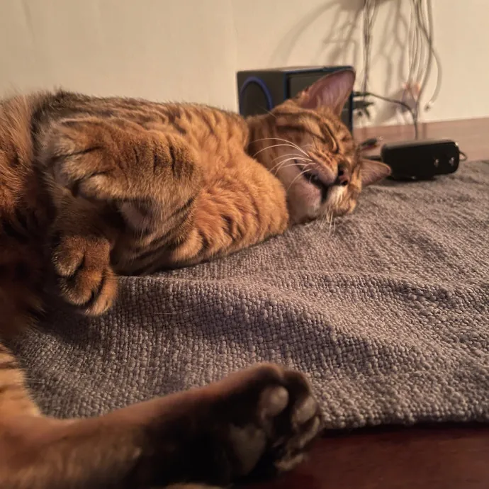 Ari's Valley Cat Hospitality