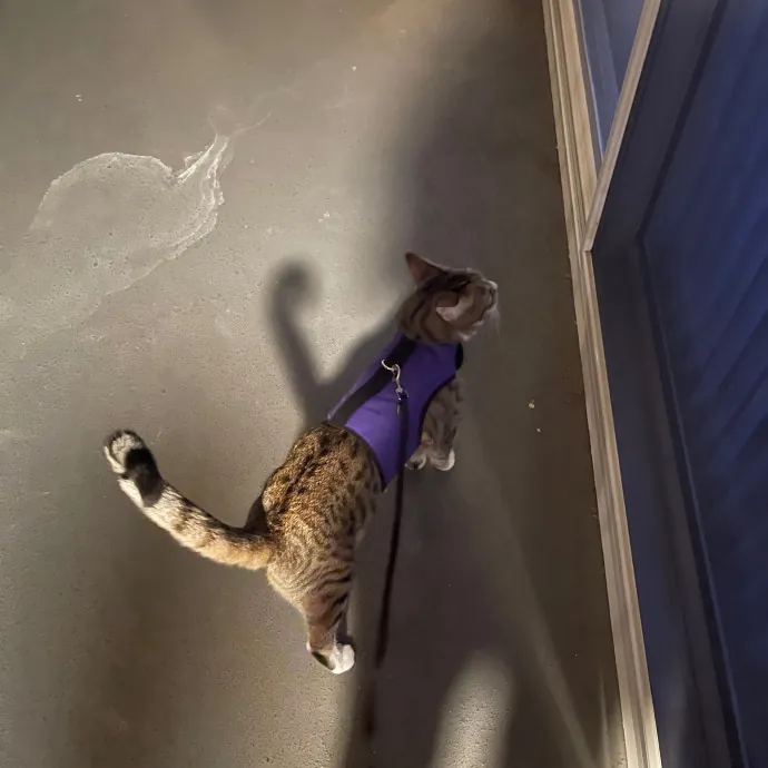 Ari's Valley Cat Hospitality