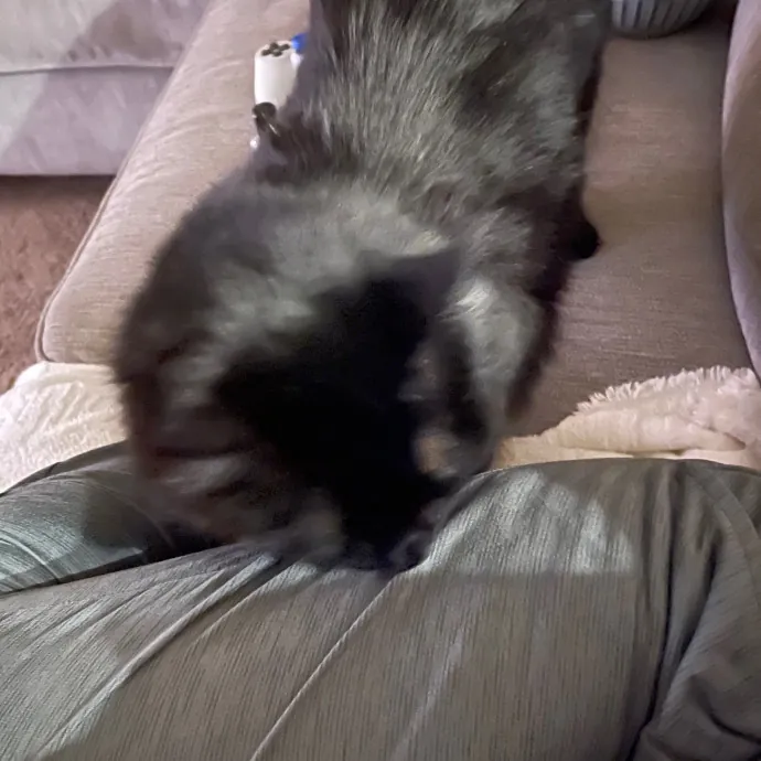 Ari's Valley Cat Hospitality