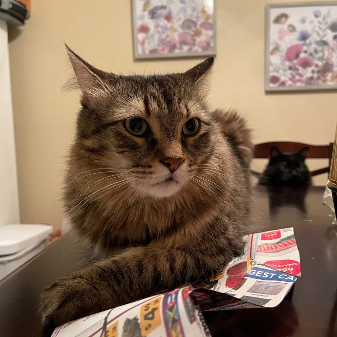 Ari's Valley Cat Hospitality