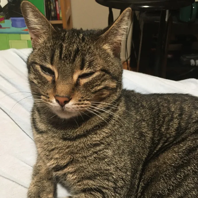 Ari's Valley Cat Hospitality