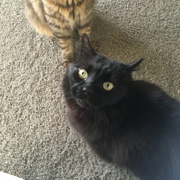 Ari's Valley Cat Hospitality