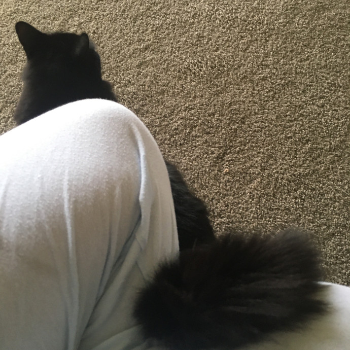 Ari's Valley Cat Hospitality